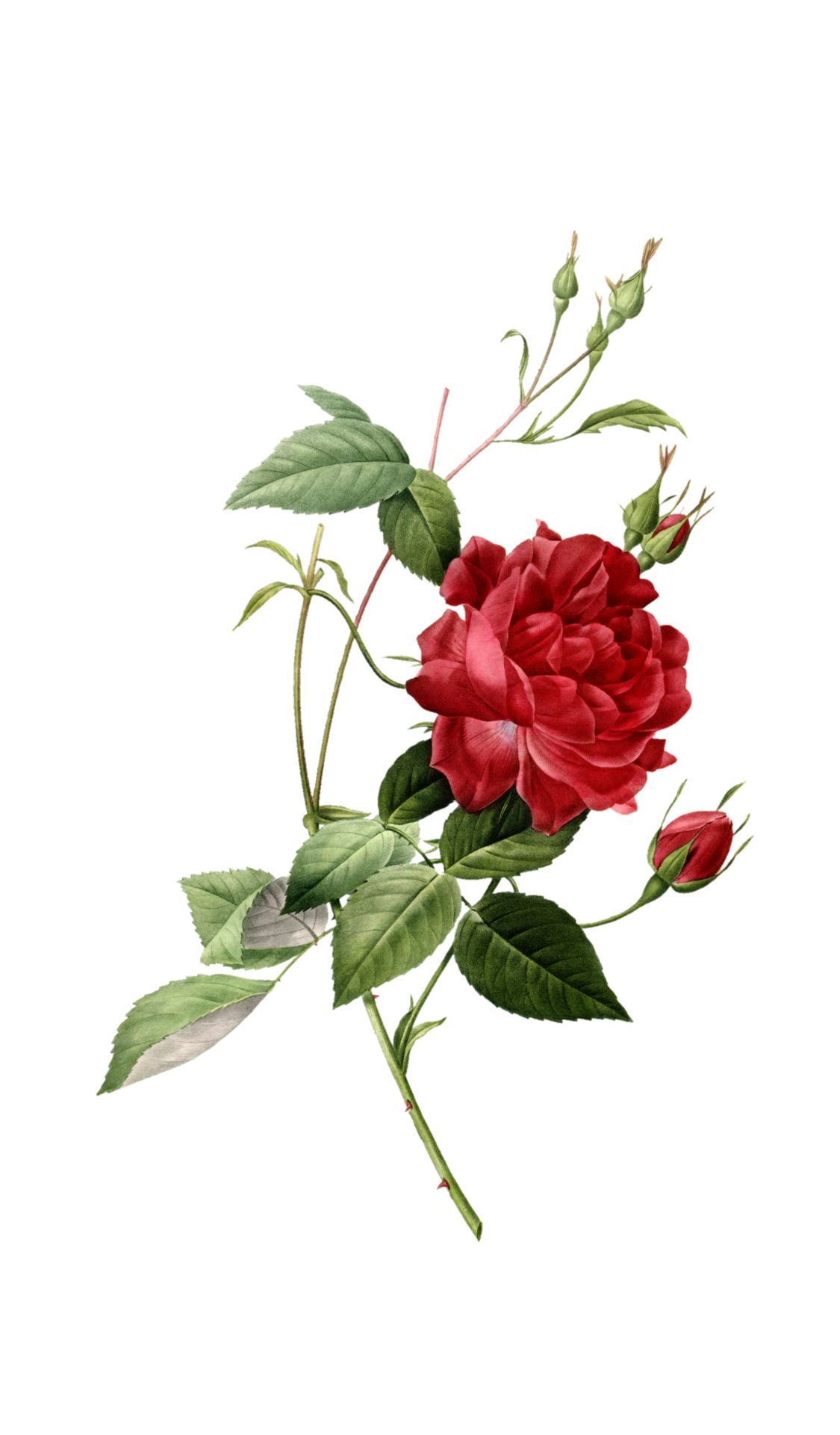 Flower Rose Blossom Clipart Free Stock Photo - Public Domain Pictures