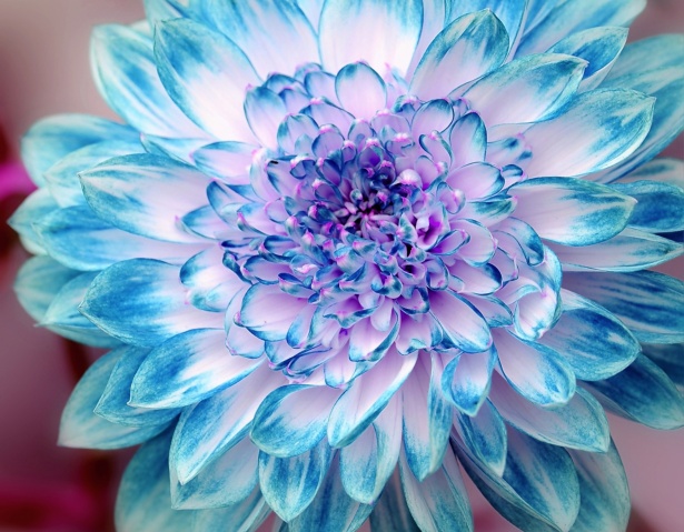 Flor flor dalia azul Stock de Foto gratis - Public Domain Pictures