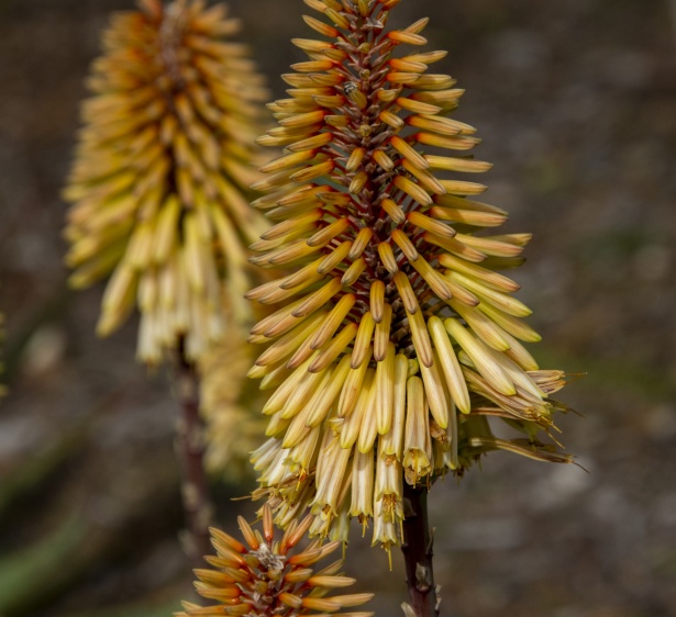 Red Hot Poker Plant Blooms Free Stock Photo - Public Domain Pictures