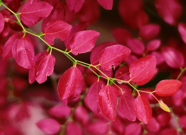 Foliage Leaves Branch Red Free Stock Photo - Public Domain Pictures