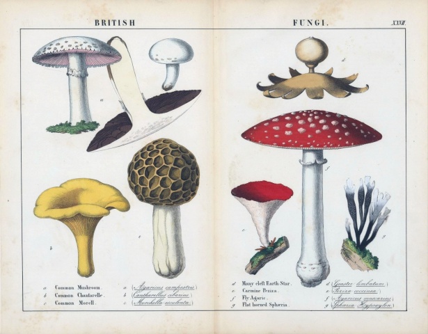 https://www.publicdomainpictures.net/en/view-image.php?image=486004&picture=mushrooms-vintage-art-illustration