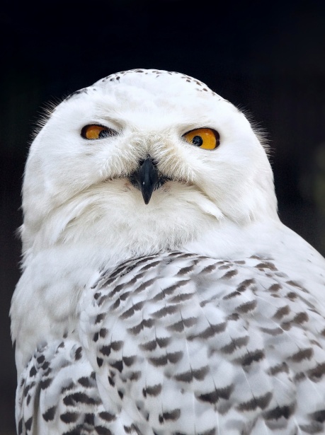 Snowy Owl Bird Of Prey Free Stock Photo - Public Domain Pictures