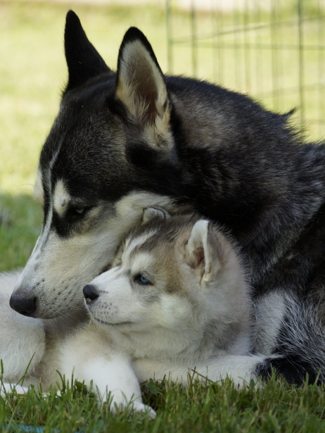 Siberian Husky Dog Puppy Free Stock Photo - Public Domain Pictures