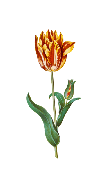 Vintage Art Flowers Tulips Free Stock Photo - Public Domain Pictures
