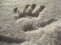 雪中的手印