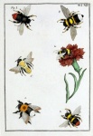 Abelhas Bumblebee ilustração antiga