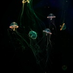 Bioluminescencyjne meduzy