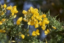 Branch of Gorse