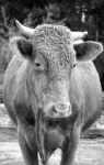 Bull Cattle Cow