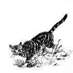 Cat Illustration Clipart