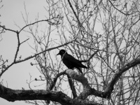 Crow in the branches