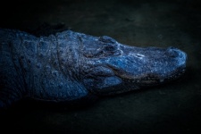Crocodile at night