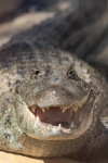 Crocodile portrait
