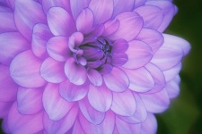Dahlia blomma violet