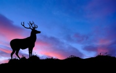 Deer Stag at Sunset