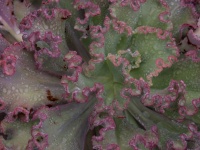 Echeveria gibbiflora Rosea