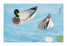 Ducks Birds Art Painting
