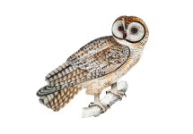 Owl bird vintage illustration