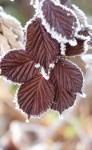 Frost ice leaves fall foliage