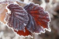 Frost ice leaves fall foliage