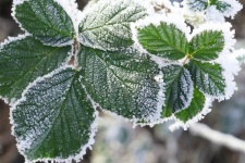 Frost Ice Leaves Foliage