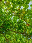Green Vine Leaves