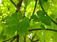 Green Vine Leaves