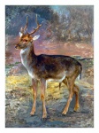 Roe Deer Red Buck