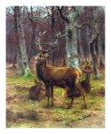 Roe Deer Red Buck