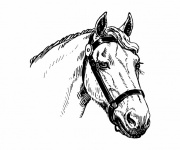 Horse Line Art Illustration