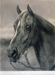 Horse Vintage Art Painting