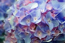 Hydrangea Flower Blossom Blue