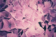 Hortenzia virágok makró