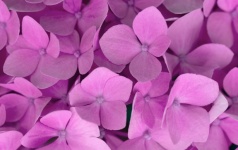 Hydrangea Flower Blossoms Pink