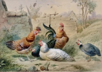 Pollos gallo arte vintage