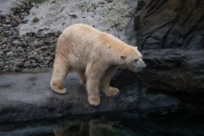 Polar Bear, White, Arctic