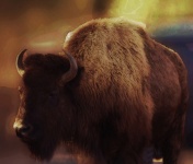 Bisonte bufalo
