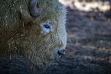 Profilo della testa di bufalo bisonte