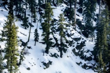 Snow-covered Mountain Forest Trees