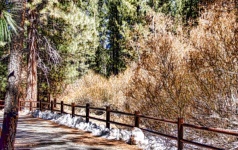 Snowy forest walking path