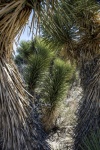 Yucca Cactus