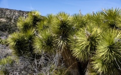 Yucca Cactus in California Desert