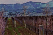 Vineyard Digital Painting