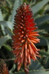 Hedgehog Aloe Vera Plant