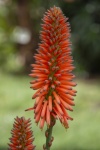 Hedgehog Aloe Vera Flower