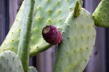 Prickly Pear Cactus Bud