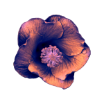 Isolated Cutout Hibiscus