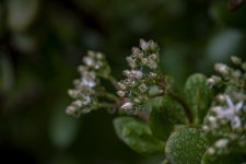 Jade Plant in Rain