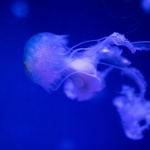 Meduza pod wodą