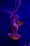 Meduza pod wodą